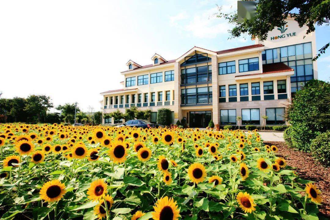 20年相伴,看虹越如何出现,如何成长_海宁市