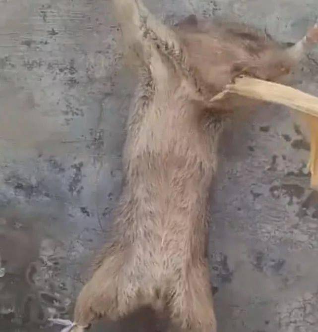 男子衣柜无故受损,抓获凶手后残忍杀死,网友直呼行为变态了!_老鼠