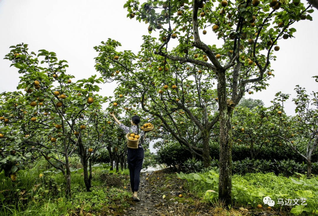 苏坝镇向阳村的丰水梨熟了