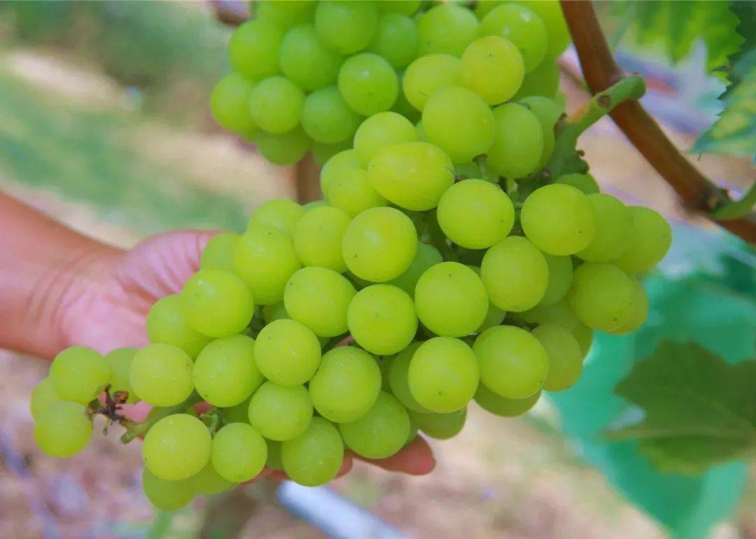 组团开吃下布这里的香印葡萄熟透了距离市区10分钟车程