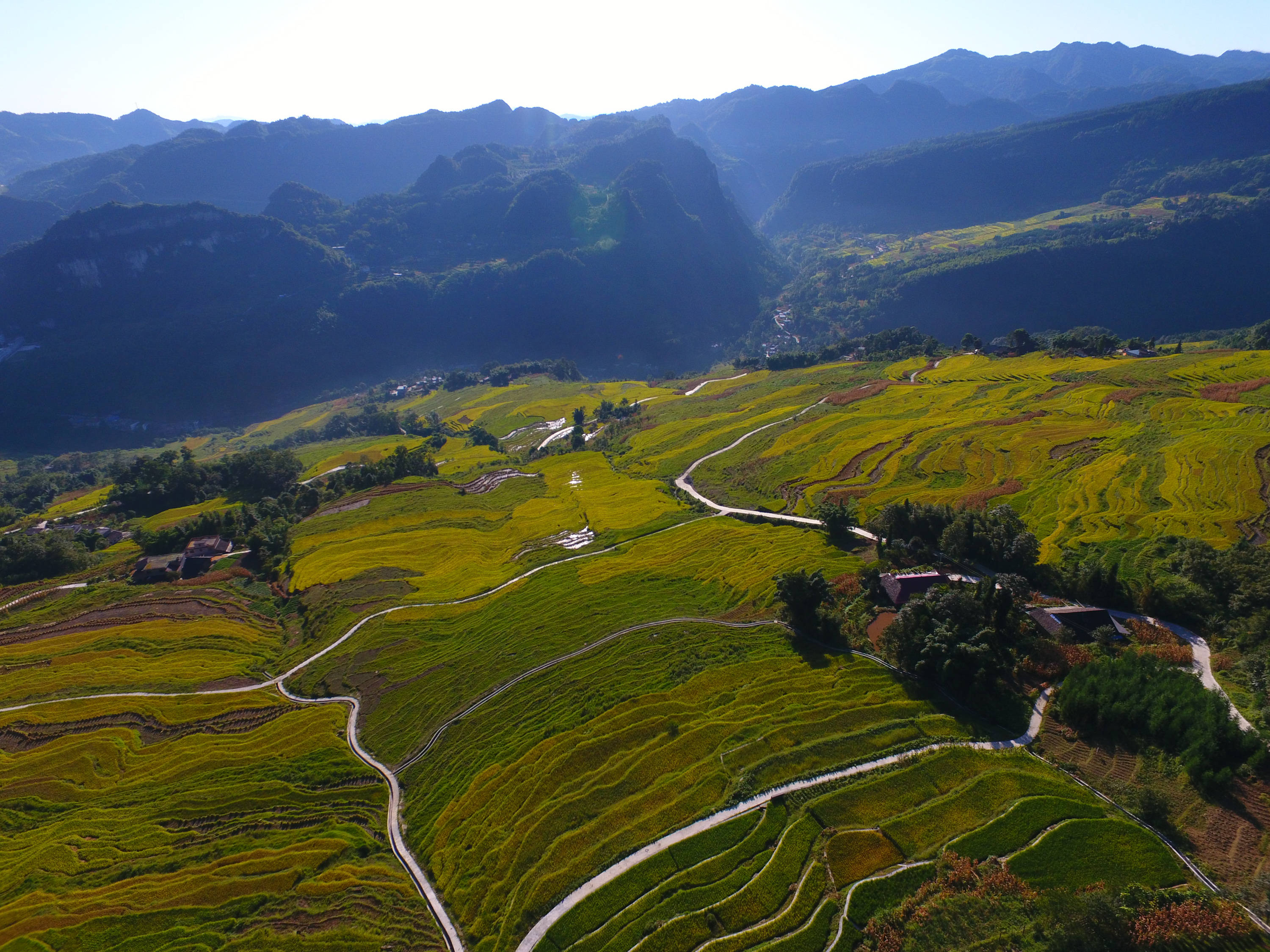 四川叙永高山水稻抢收忙特色大米富农家