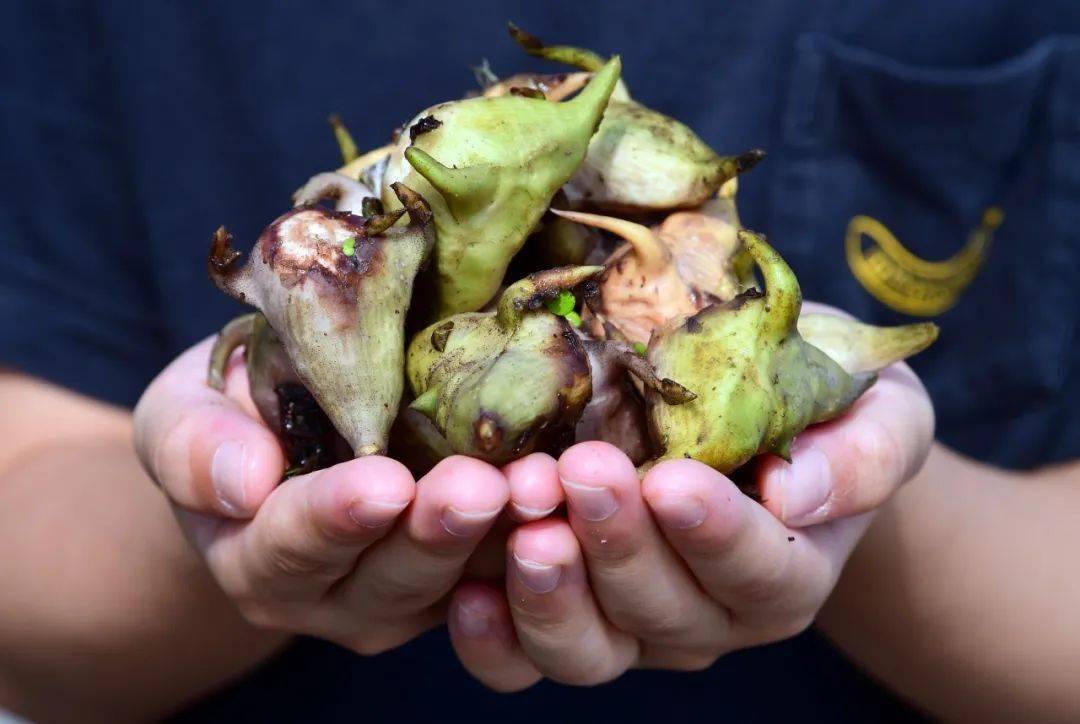 煮熟后的四角菱香甜软糯
