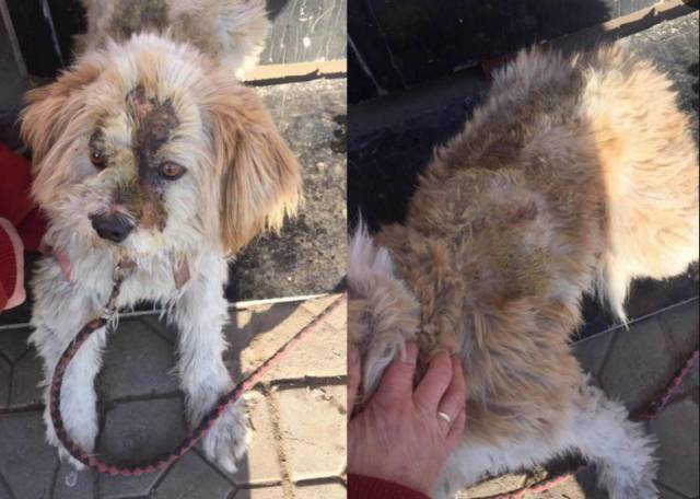 为了生存它遭受疯狂的咬死揭开知道真相后让人心酸