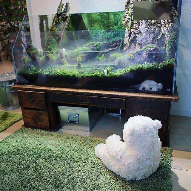 全球顶尖苔藓缸造景作品