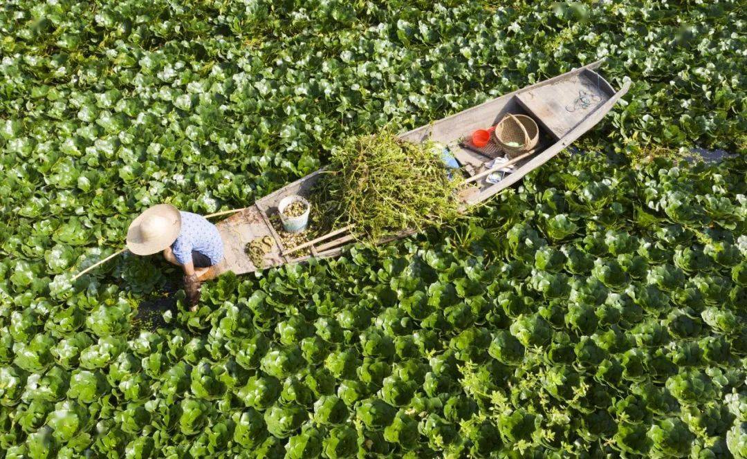 浮桥镇时思社区:种菱角,促增收