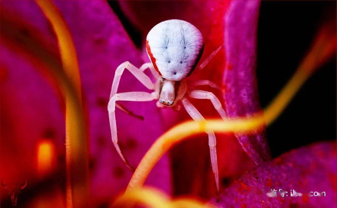 物种图册-弓足梢蛛