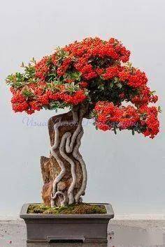 直干火棘盆景的桩头处理_造型