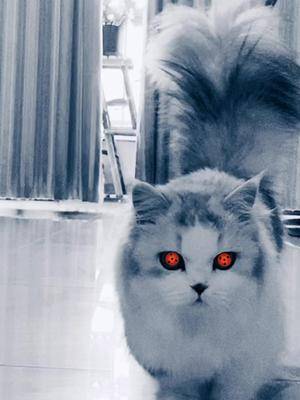 写轮眼 拿破仑猫 全网第一大尾巴