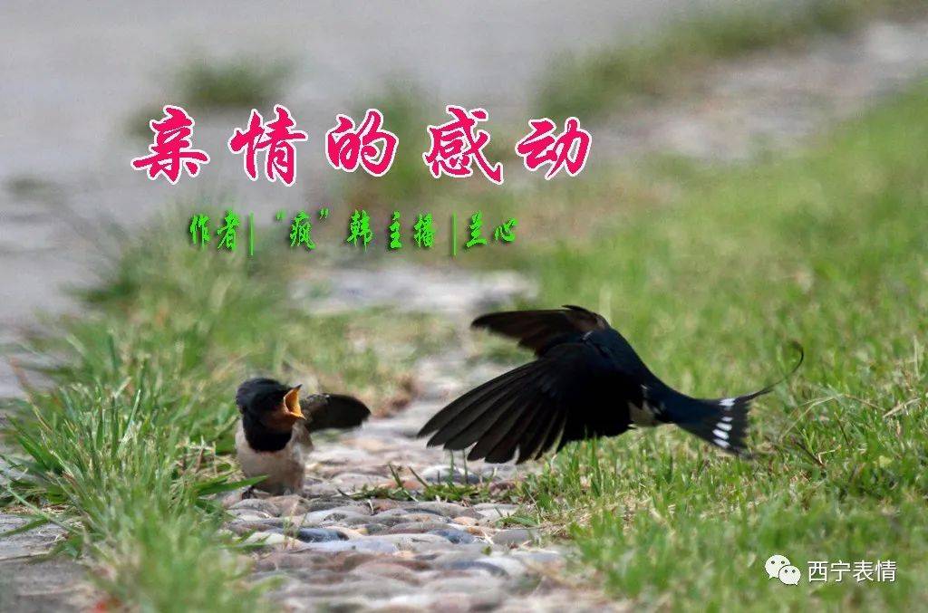 "疯"韩/亲情的感动