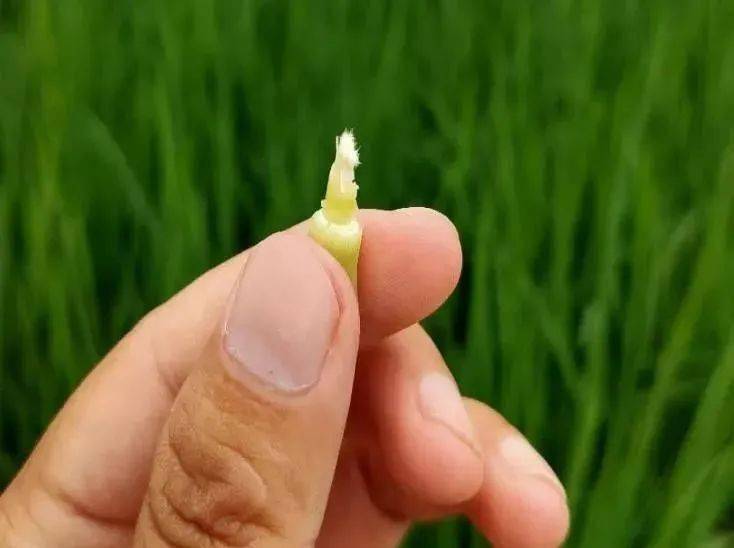 水稻幼穗分化期图片图片