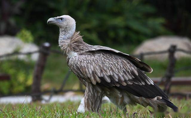 大型猛禽高山秃鹫