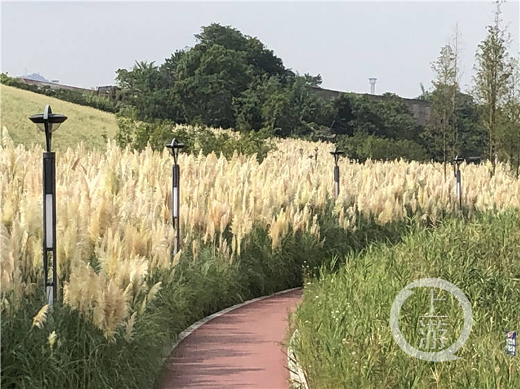 发现重庆之美丨荒坡变公园 跳磴河草海湾的清凉 快来感受下