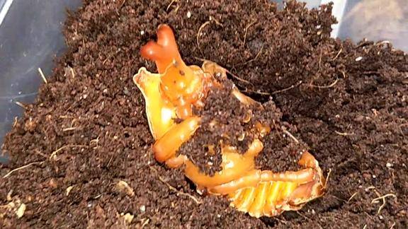 刚刚蜕皮的独角仙幼虫我也是第一次见到这个颜色太好看了