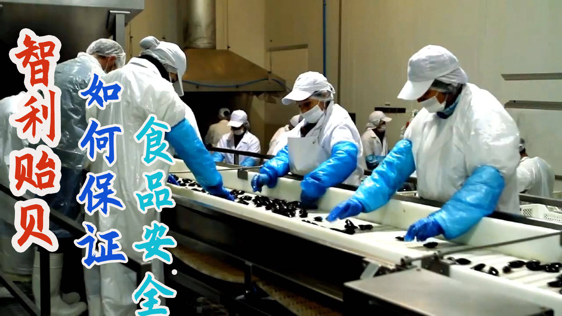 智利贻贝现代化加工厂工人戴口罩穿防护服确保贝肉无污染