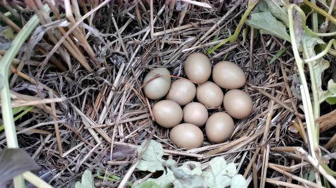 西瓜地意外发现10个野鸡蛋很多人没见过鸡蛋数量还有这种说法