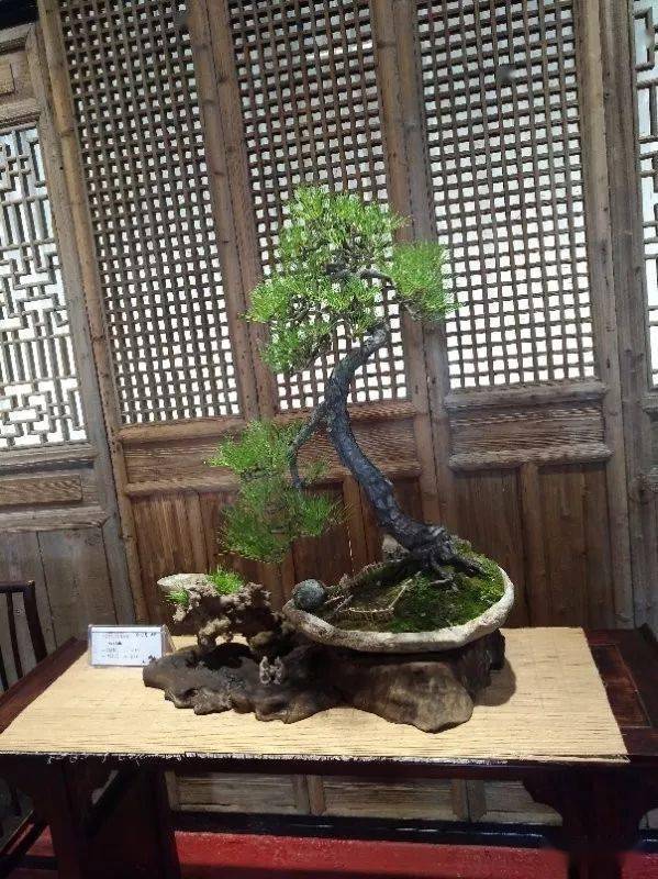 盆景随拍