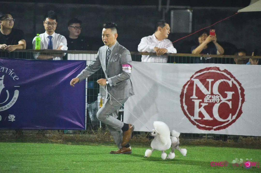 光号4,柴犬指导手:穆洪马犬主:穆洪马lucy3,惠比特犬指导手:王硕犬主