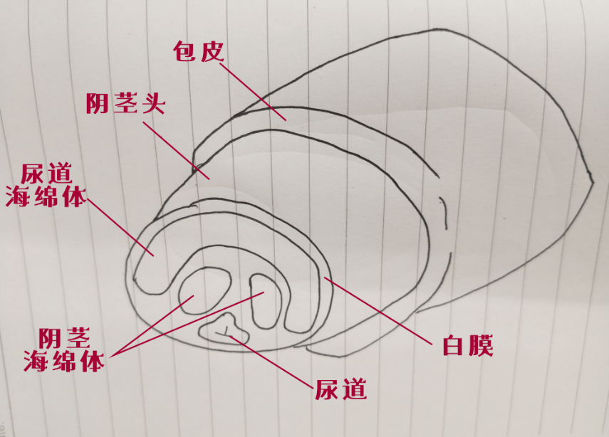 当性兴奋或者外生殖器局部受到刺激时,海绵体内血管窦充血量增加.