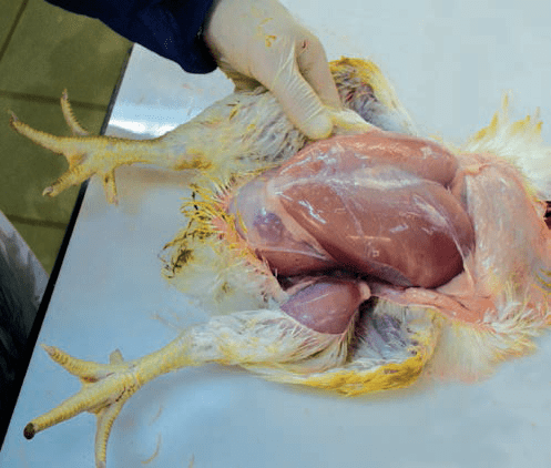 鸡腿解剖图图片