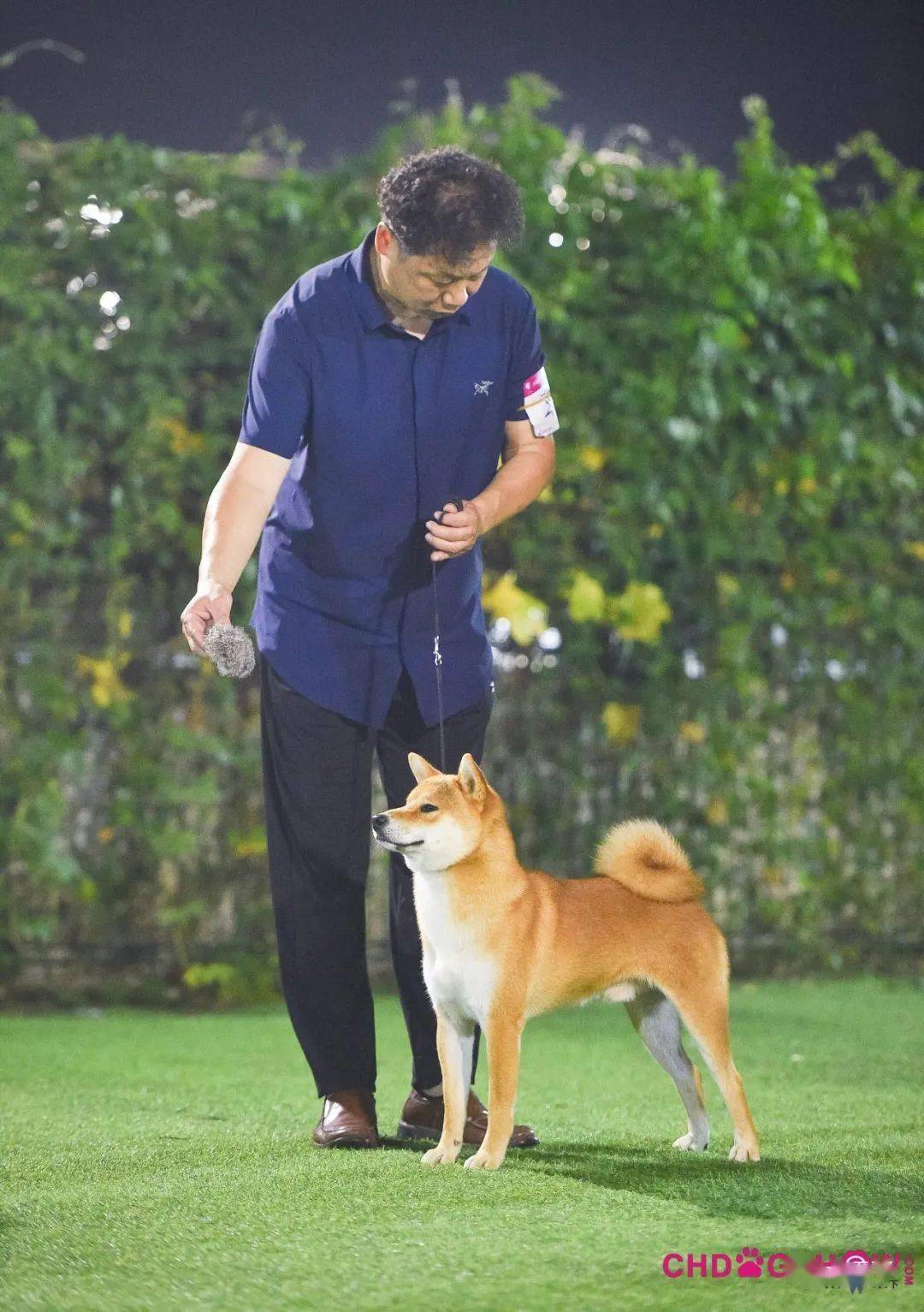 光号4,柴犬指导手:穆洪马犬主:穆洪马lucy3,惠比特犬指导手:王硕犬主