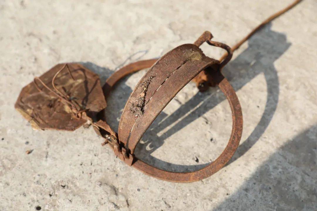 获取高额利润后,就利益熏心,通过在市场购买的捕猎夹到深山里捕猎猕猴