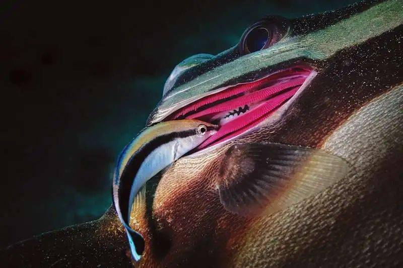 科普知识海洋冷知识之海中医生裂唇鱼