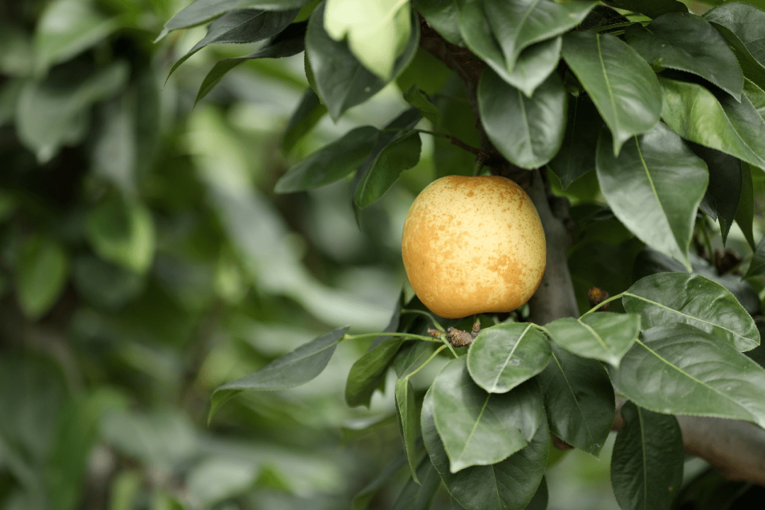 不二品种翠冠梨是浦东女农人们翠冠梨是砂梨的一种,果实近圆形,黄绿色