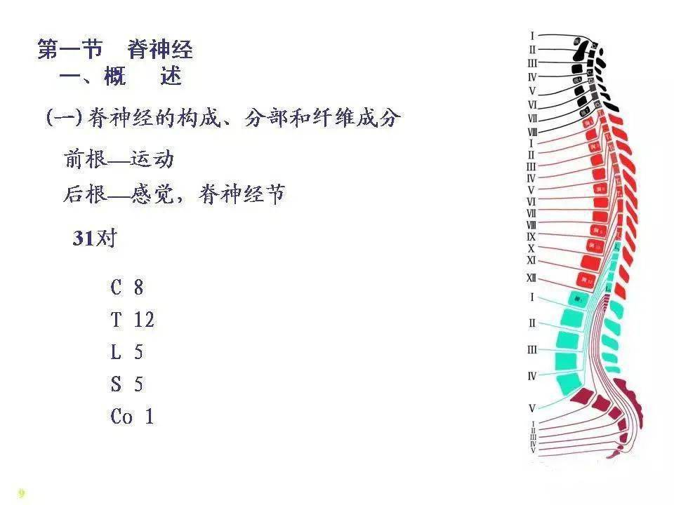 脊神經解剖圖