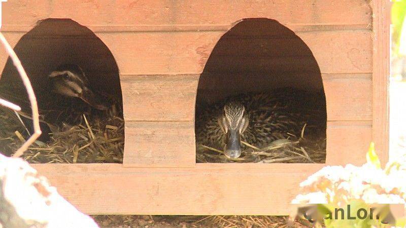 视频北京自然生态持续向好后海野鸭岛鸭舍维修保养进行中02