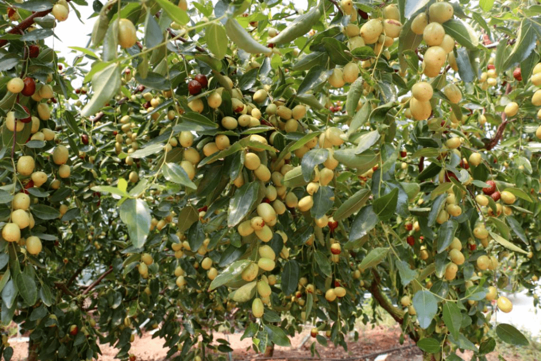 祁东酥脆枣为什么这么受"青睐"?