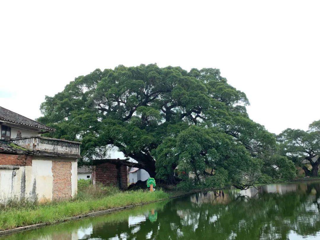 仁化县周田镇平甫村榕树王