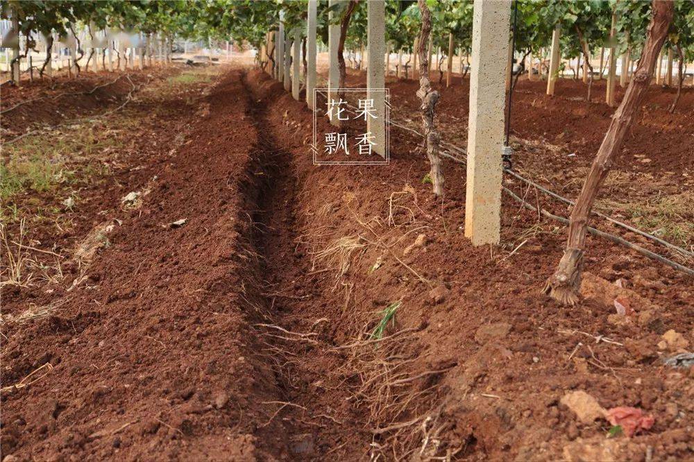 秋季施肥时,大量断根对果树究竟好不好?_根系