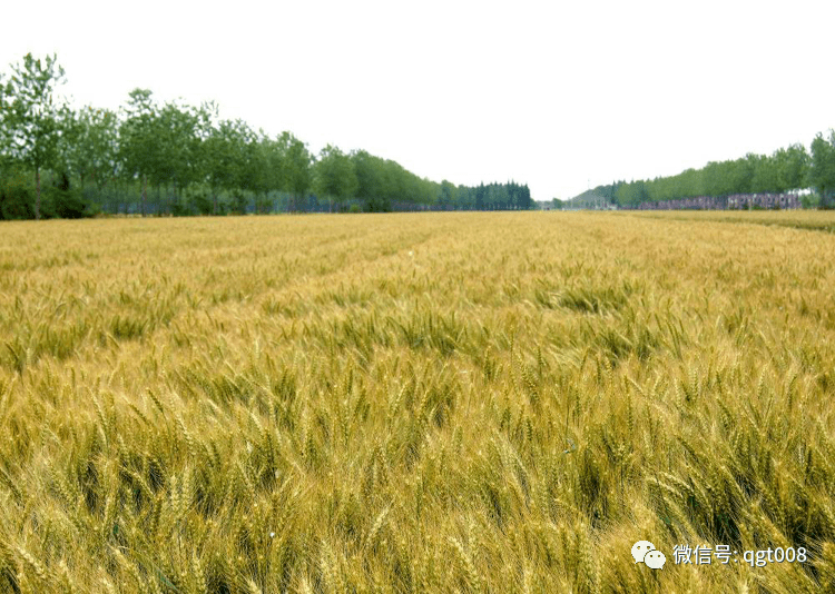 亲耕田优质麦种推荐扬麦24