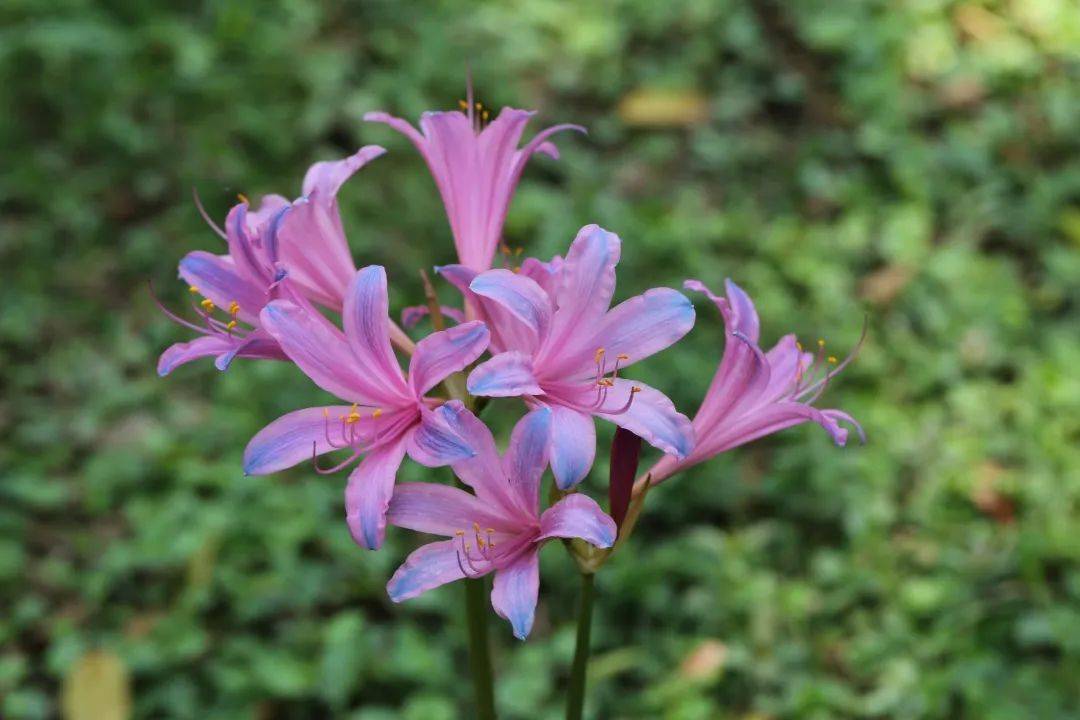 石蒜忽地笑稻草石蒜换锦花长筒石蒜中国石蒜目前园内早,中,晚花期