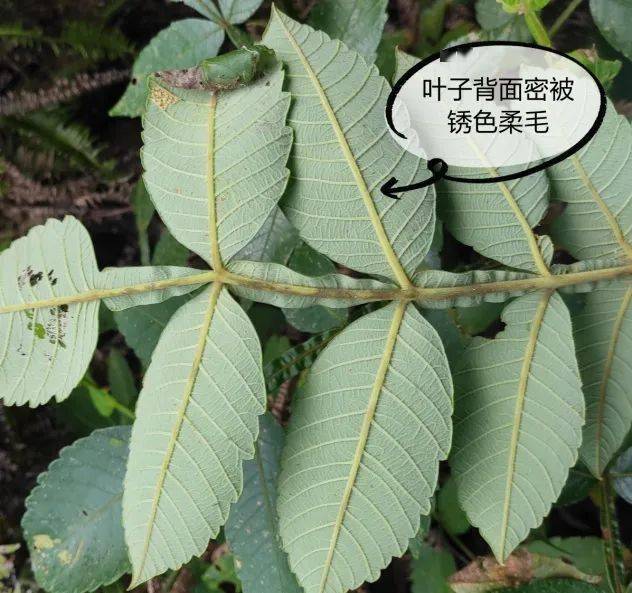 夏日之霜盐肤木祛暑解毒湿疹除百草团畲药系列之四十四知药知健康识药