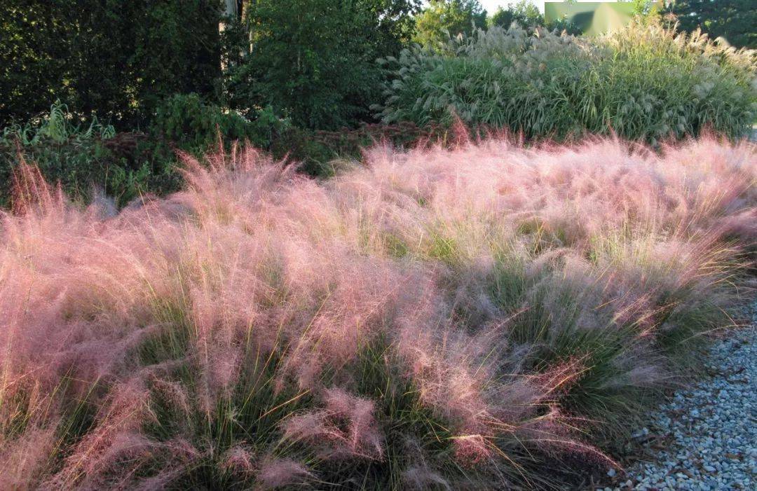 教你如何选择合适的观赏草