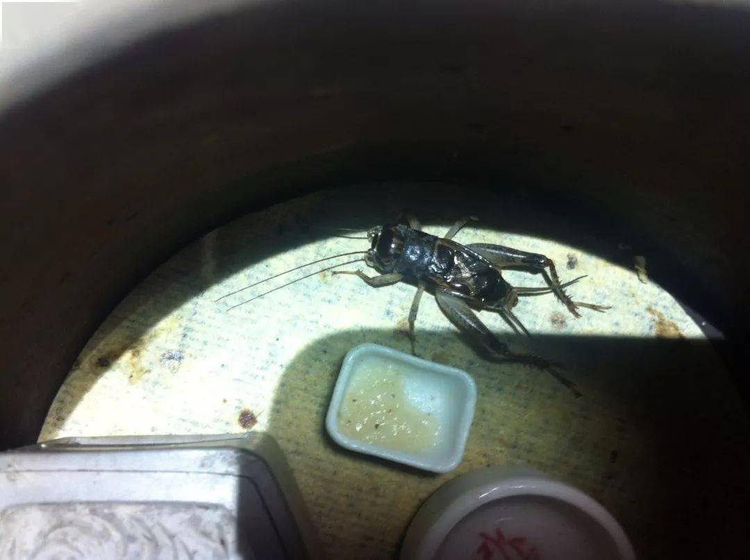 此虫是我18年8月23日捉于宁津玉米地.战绩不多说了,大公养若干路.