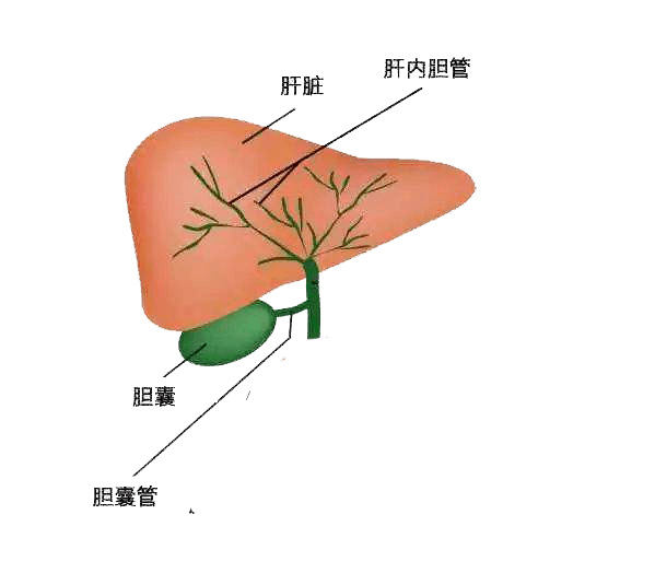 肝胆相照的中医内涵