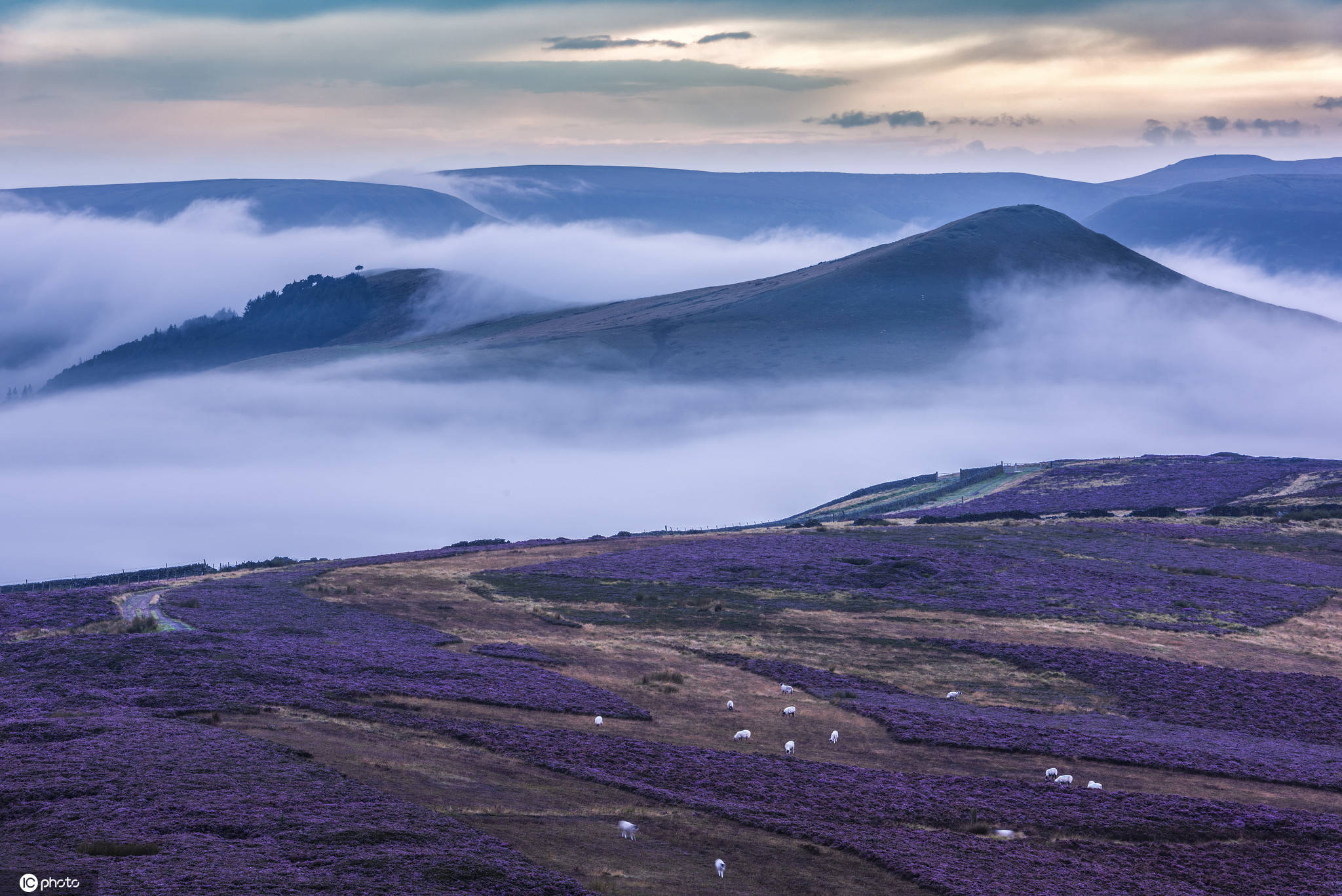 英国德比郡峰区公园石楠花盛放晨雾梦幻飘渺