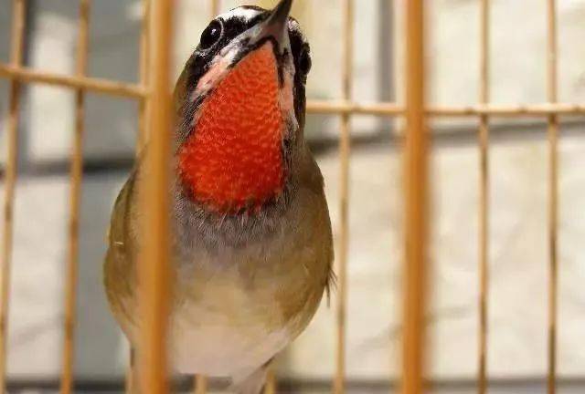 鸟友汇欣赏几只靛颏