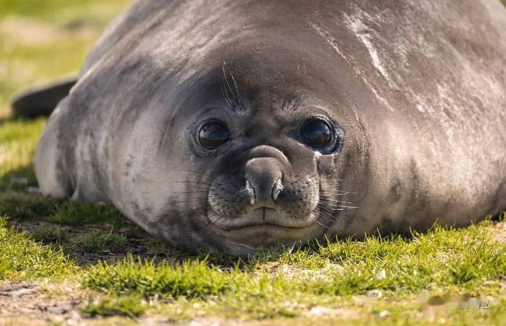 海象象海豹海狮海豹海狗