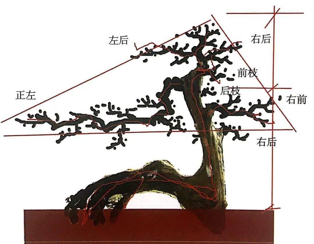 围着罗汉松桩材左端详右琢磨,想下手先模仿罗汉松造型秘笈!