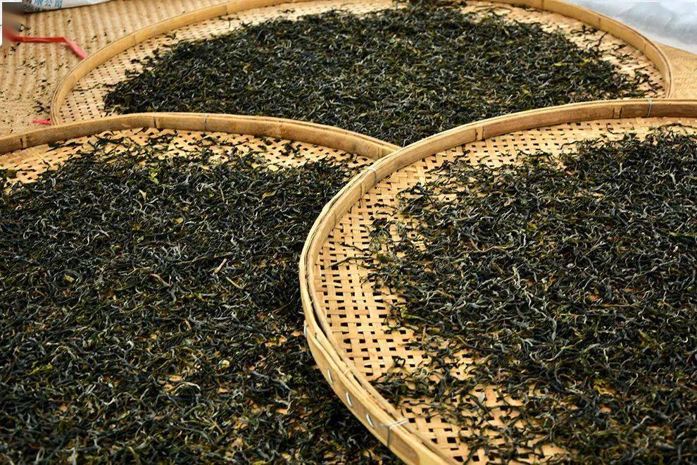 临沧茶企的进阶之路如何走完临沧茶的最后05公里