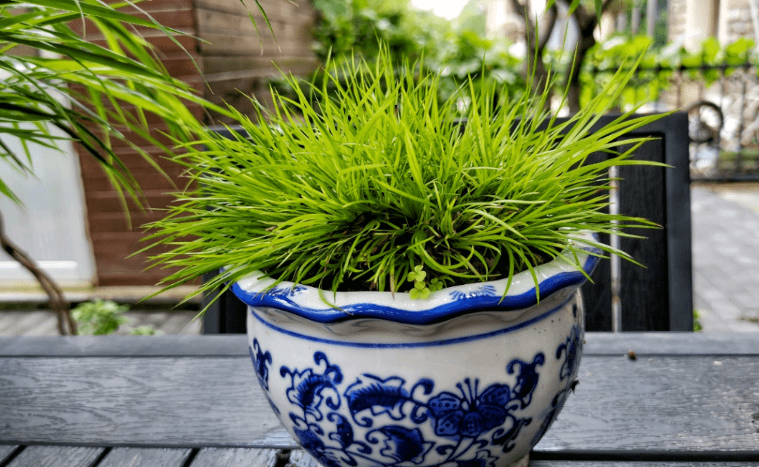 蒲友菖蒲盆景作品欣赏