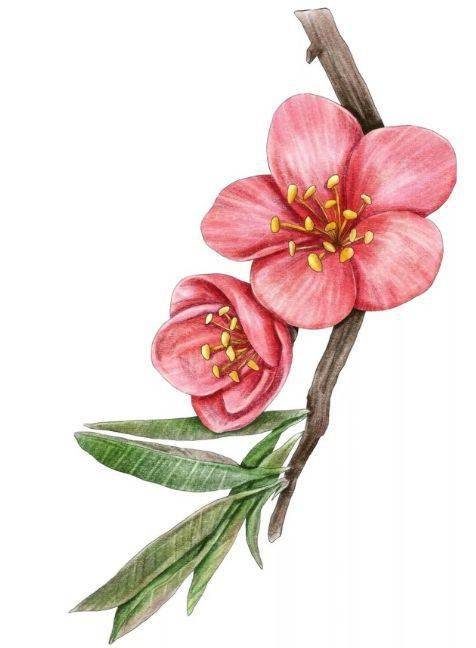 手绘彩铅一波唯美的手绘花卉彩铅画
