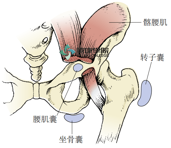 转子囊位于大转子和臀中肌肌腱与髂胫束之间