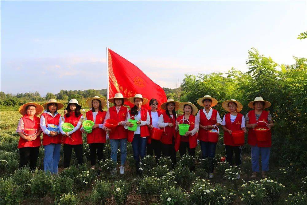 林州市茶店鎮婦聯志願服務採菊行