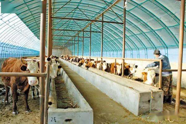 标准化牛舍建设注意啥