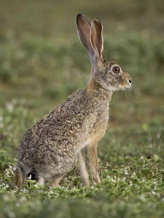 中国野兔真实图片