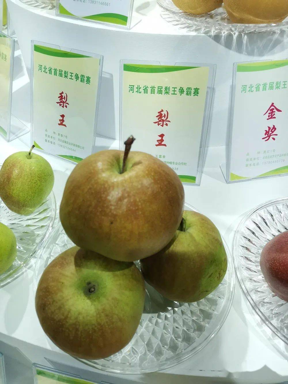 风云再起谁是梨王河北省首届梨王竟是它